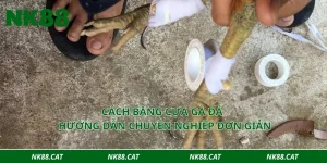 Cách băng cựa gà đá - Hướng dẫn chuyên nghiệp đơn giản